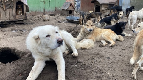 Саратовские приюты для бездомных животных получат гранты правительства