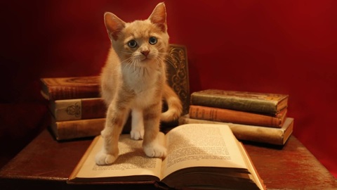 В Ярославле пройдет благотворительная книжная ярмарка в поддержку бездомных животных