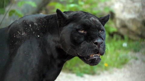 Диалоги о животных. Новосибирский зоопарк. Серия 9