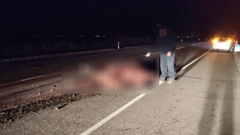 На Амуре лошадь бросилась под колеса автомобиля