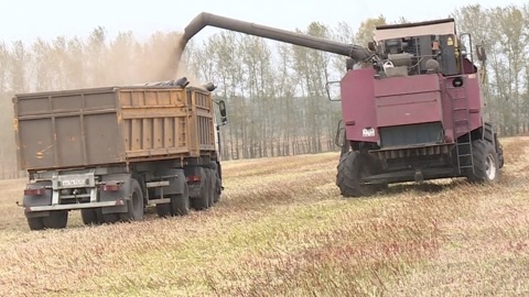 В Алтайском крае опровергли слухи о неурожае гречки