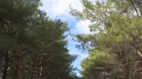 СК прокомментировал похищение братьев под Воронежем