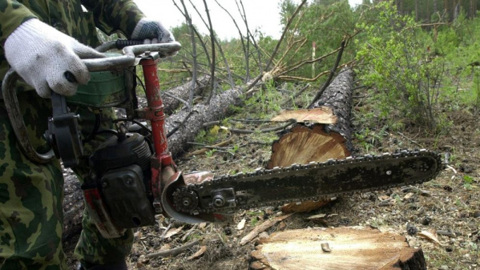 Арендатор вырубил лес в Костромской области на 780 тыс.рублей