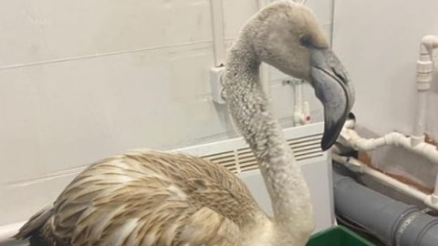 Розовый фламинго Гриша отправился из Якутска в Красноярский зоопарк