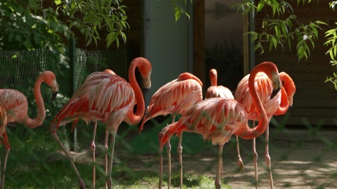 Диалоги о животных. Новосибирский зоопарк. Серия 11