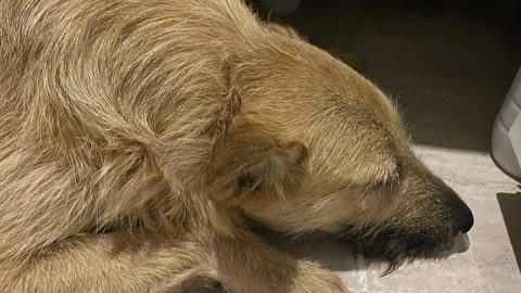 В Самаре неизвестный расстрелял дворовую собаку из пневматики