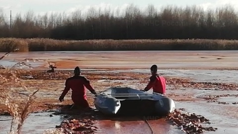 В Твери спасатели вызволили оленя из водоотстойника