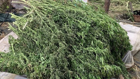 Под Волгоградом уничтожили конопляную ферму