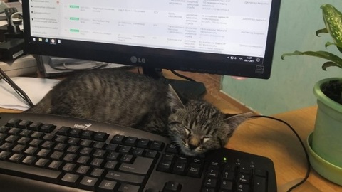 В Ноябрьске кошка претендует на звание "Почетный работник РЖК"