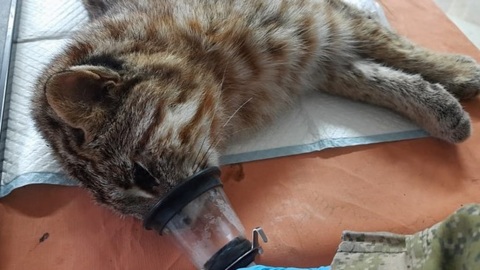 Детеныша дальневосточного лесного кота спасают в Приморье
