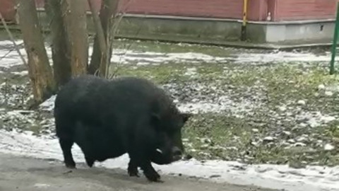 Огромная черная свинья с клыками разгуливает по улицам Костромы