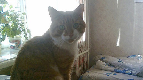 Коту Кузе было 14 лет. Зоозащитники просят наказать живодеров