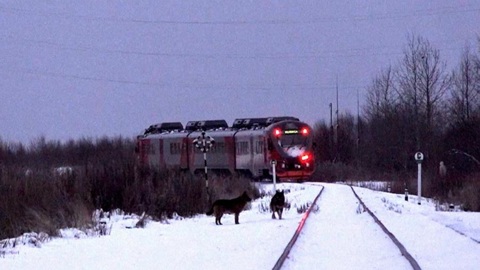 Движение на железнодорожном пути в Архангельской области восстановлено