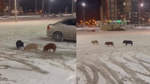 По Новосибирску бегали разноцветные поросята