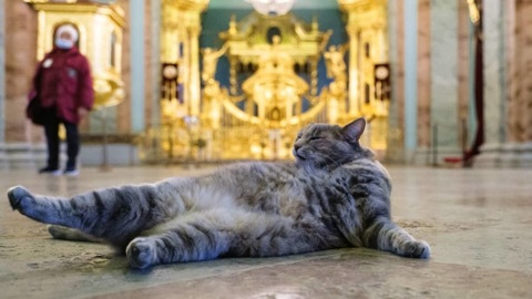 Эрмитажная кошка Серафима перешла на работу в Петропавловский собор