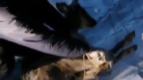 Бегавшую по парку Благовещенска косулю отловили