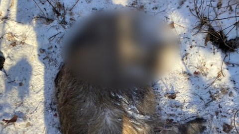 В Амурской области найдены погибшие от АЧС кабаны