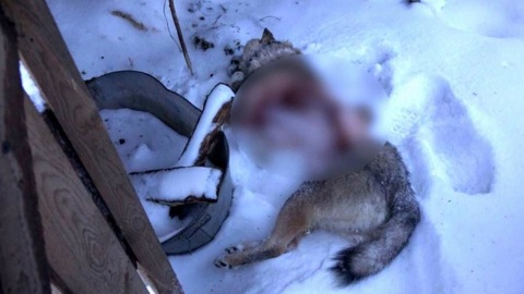 В Поморье голодные волки загрызли двух собак