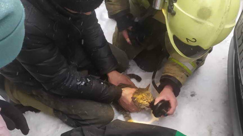 Томские пожарные спасли кота из горящего гаража