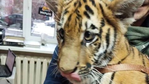 В ветклинике Череповца сделали прививку бенгальскому тигренку