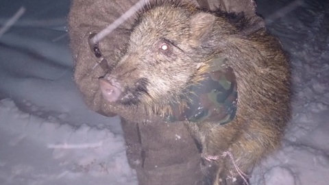 Под Вологдой от бродячих собак спасли маленького кабана
