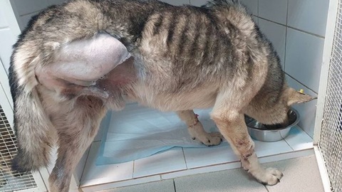 В Челябинске вылечили собаку, которой неизвестные повредили лапу