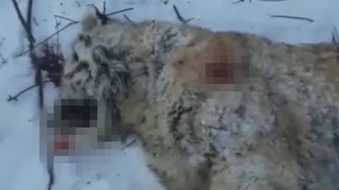 Амурского тигренка застрелили в Приморье