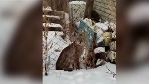В алтайское село забрела опасная гостья