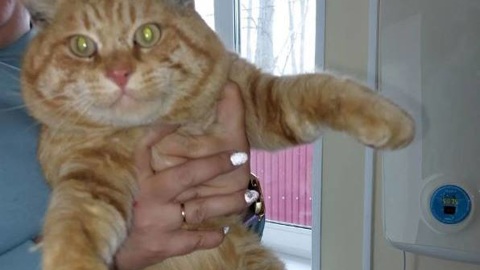 Коту с базы отдыха беглого депутата ищут хозяина