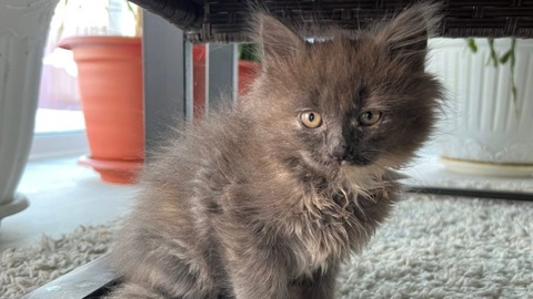 Женщина спасла котенка, которого хозяева выкинули из машины на мороз