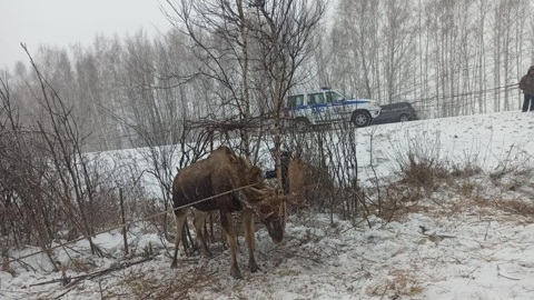 Полицейский и автомобилисты спасли застрявшего лося