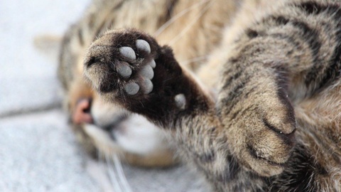 На Кубани спасли кота, которого пытались взорвать петардой
