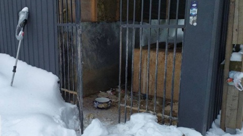 После обнаружения "кошачьего концлагеря" в Подмосковье начата проверка