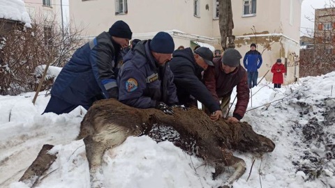 Снегоходы и бродячие собаки: названы возможные причины нашествия лосей в Туле