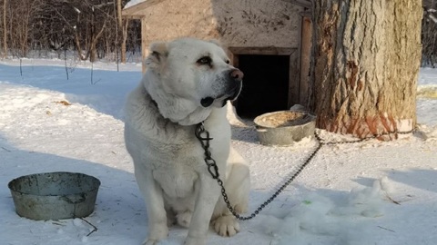 В Пензе будут бесплатно стерилизовать домашних собак
