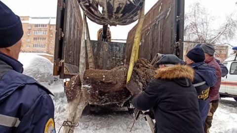 Эксперт предсказал новые нашествия лосей в Тулу