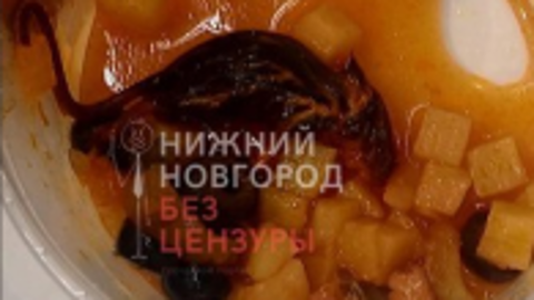 Нижегородский Роспотребнадзор заинтересовался мышью в солянке