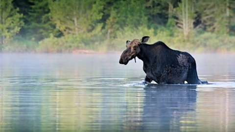 На Ямале убившего лося браконьера ловили при помощи вертолета