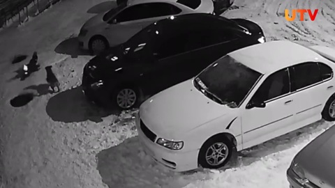 В Башкирии СК начал проверку по факту нападения бродячих псов на детей