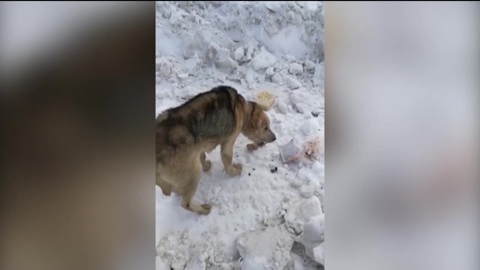 В Башкирии пса, выброшенного в мешке на помойку, взяли в приют