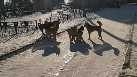 СК начал проверку после нападения собак на ребенка в Свободном