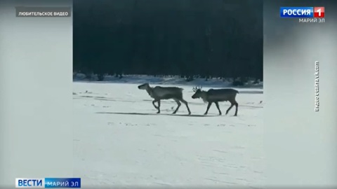Пара северных оленей сбежала в Марий Эл