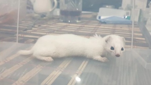 Щедрый сахалинский кот подарил хозяйке ласку