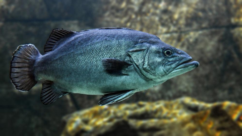 Вода Северо-Крымского канала поможет выращиванию рыбы в Крыму