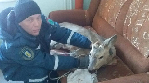 Косуля устроила погром в роддоме Белогорска