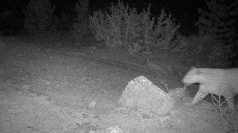 Впервые за много лет в Дагестане объявился леопард
