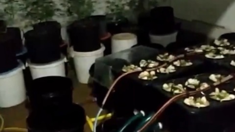 В здании частного детсада под Петербургом обнаружена наркоплантация