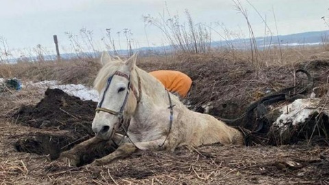 Тульские спасатели помогли лошади выбраться из ямы