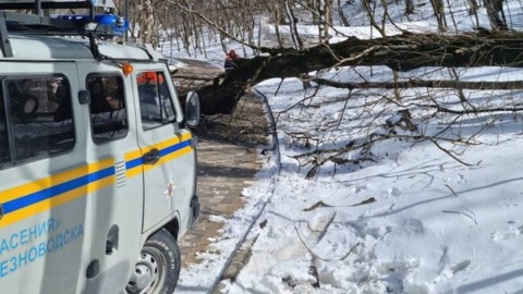 На Ставрополье ветер вырвал с корнем дерево, и оно рухнуло на людей