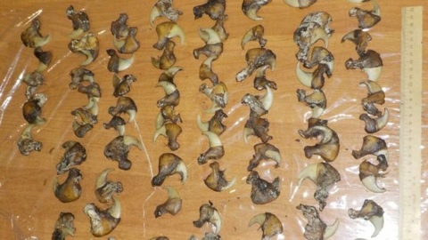 В Казани поймали пассажира с когтями и клыками